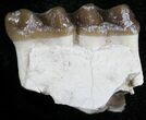 Oligocene Horse (Mesohippus) Jaw Section #25048-3